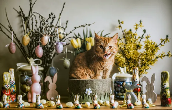 Language, cat, cat, look, flowers, branches, pose, table