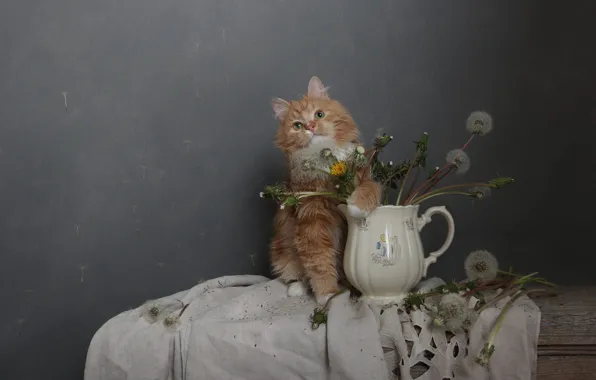 Cat, cat, flowers, pose, kitty, wall, bouquet, fluff