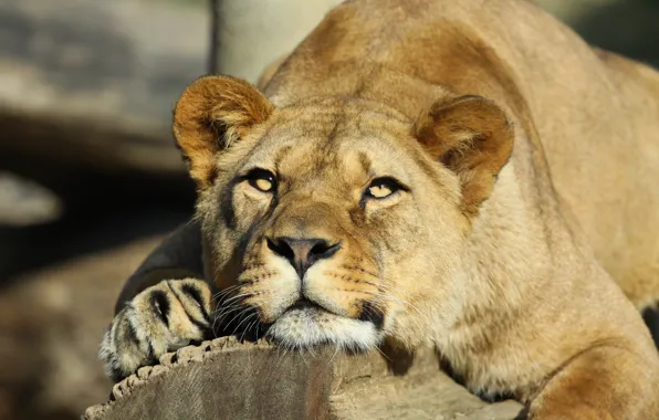 Picture look, face, stay, Leo, lioness