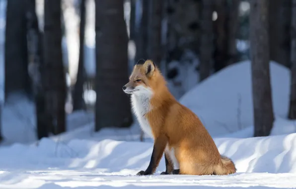 Winter, forest, look, light, snow, trees, nature, Fox