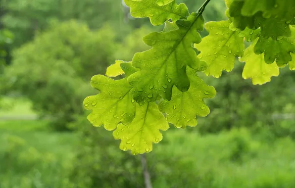 Picture macro, branches, foliage, green, oak