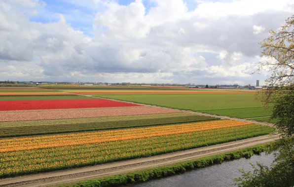 Picture photo, Nature, Field, Netherlands, Colorful, Keukenhof Gardens