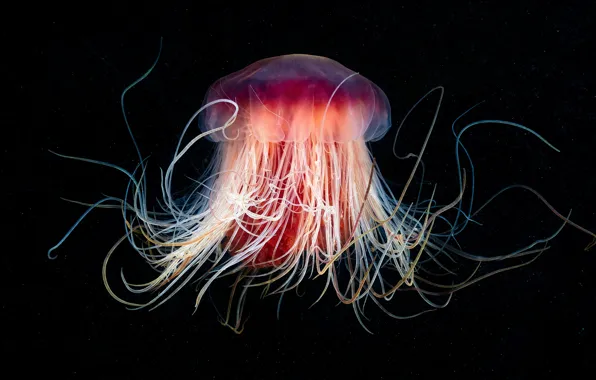 Sea, macro, background, the ocean, dark, Medusa, tentacles, black background