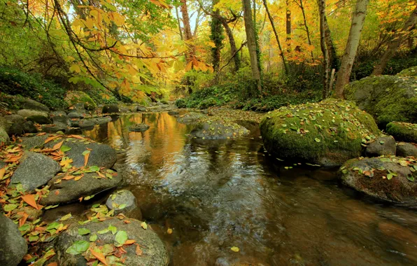Autumn, forest, leaves, trees, stream, stones, moss