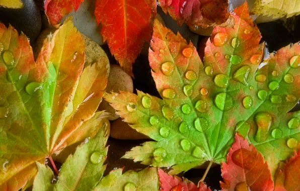 Picture autumn, drops, sheet, Rosa, color, maple