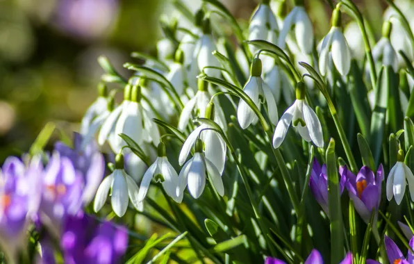 Picture spring, snowdrops, crocuses, primrose
