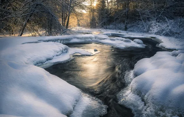 Winter, forest, snow, trees, landscape, nature, river