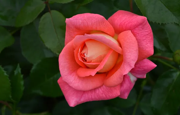 Leaves, roses, petals, pink, buds