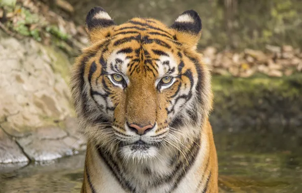 Cat, tiger, animal, tiger, cat, animal