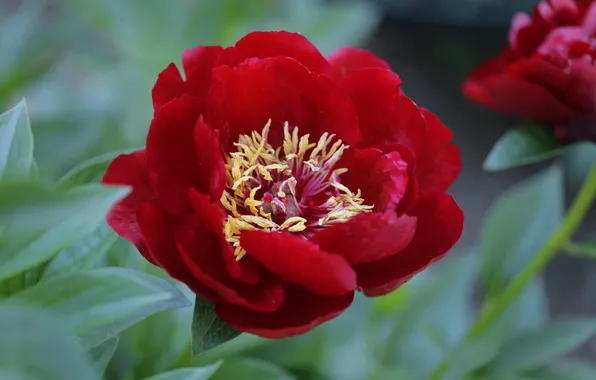 Flower, leaves, macro, red, spring, peony