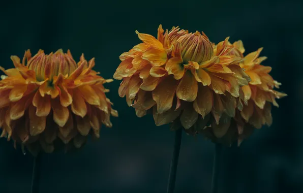 Drops, flowers, the dark background, orange, trio, dahlias