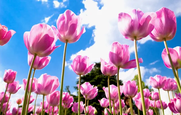 Field, the sky, clouds, blue, petals, Tulips, pink