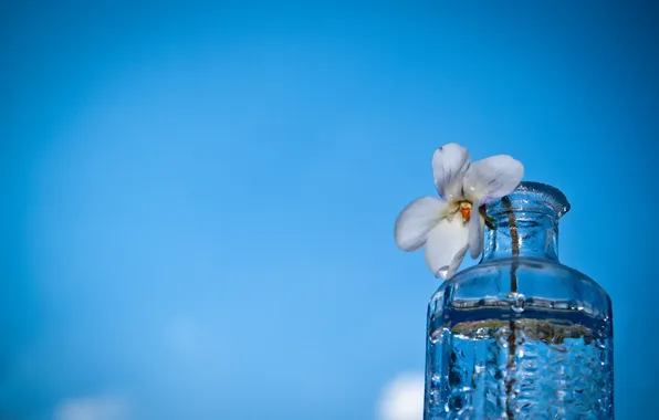 Picture flower, macro, background, bottle