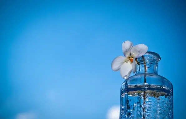 Flower, macro, background, bottle