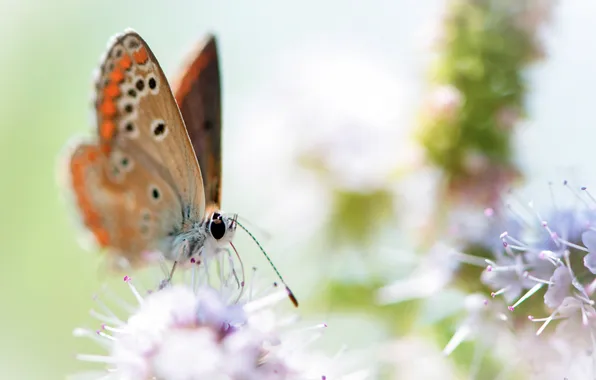 Flowers, background, butterfly