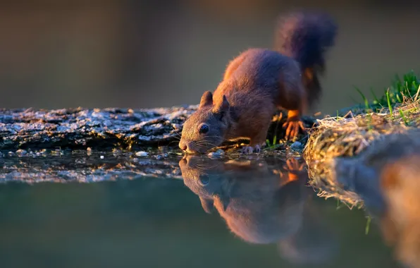 Grass, look, water, pose, reflection, protein, drink, pond