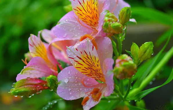 Picture Drops, Drops, Pink flowers, Pink flowers