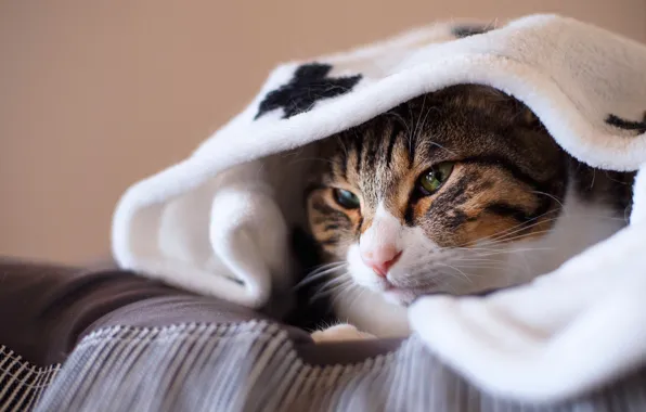 Cat, cat, look, face, comfort, heat, grey, background