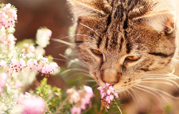 Cat, cat, face, flowers, nature, grey, background, mood