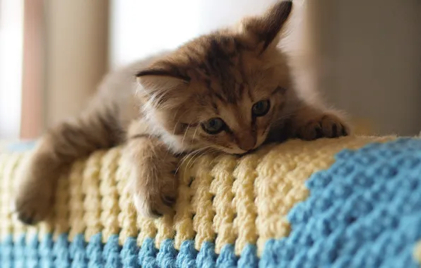 Cat, sofa, plaid, kitty