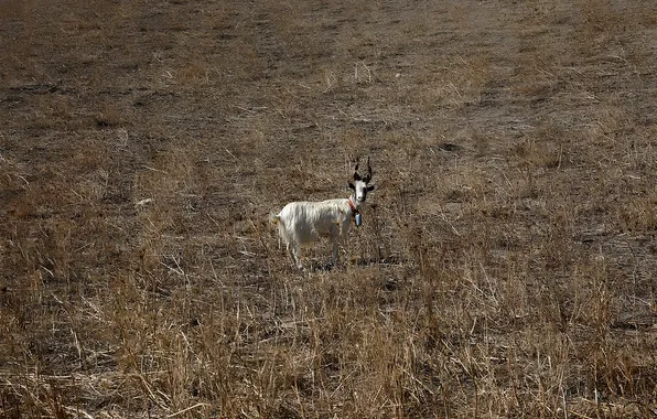 The steppe, goat, drought