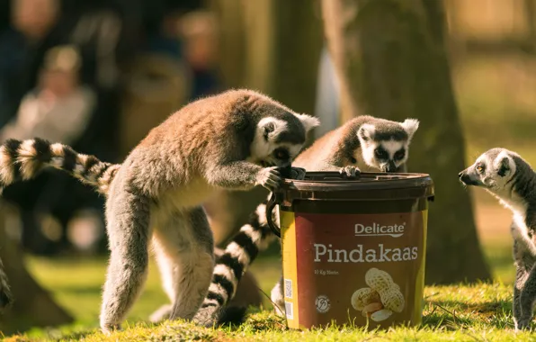 Trees, nature, pose, glade, food, bucket, three, lemur