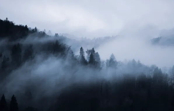 Picture forest, the sky, trees, nature, fog