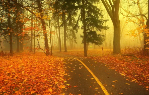 Picture road, autumn, forest, fog