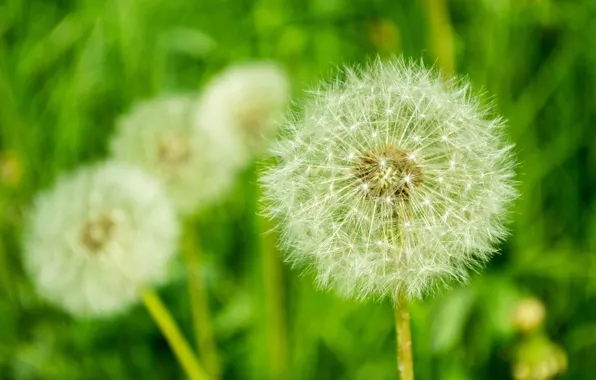 Picture flowers, dandelion, spring