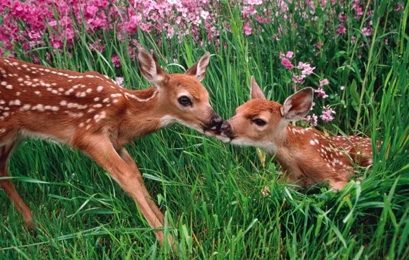 Picture grass, flowers, fawn