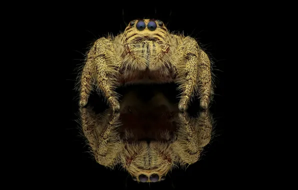 Look, macro, reflection, spider, black background, jumper, spider, the Hoppy