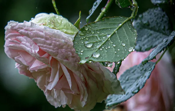 Close-up, pink rose, drops