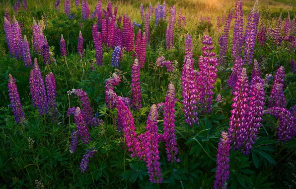 Field, summer, flowers, glade, bright, meadow, pink, the bushes
