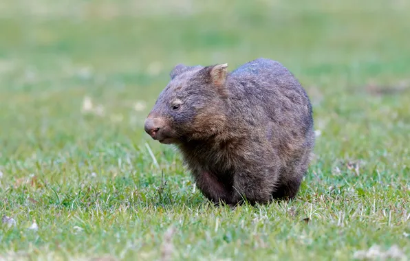 Glade, walk, cub, wombat