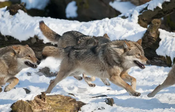 Nature, face, animal, wolf, wildlife, head, fur, mammal