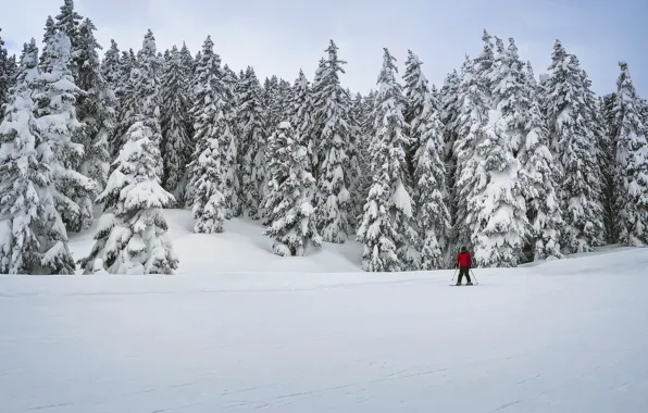Picture snow, skier, winter