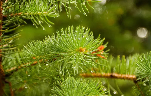 Drops, light, needles, branches, glare, spruce, green