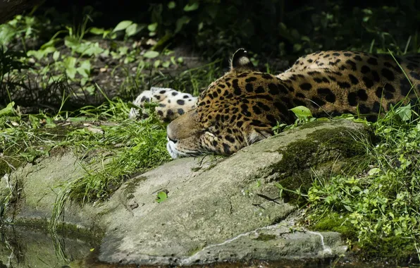 Picture thickets, stay, sleep, predator, Jaguar, wild cat