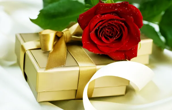 Picture drops, gift, rose, water, red, Box