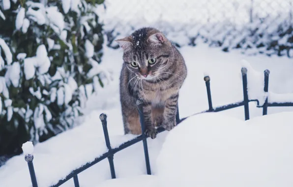 Winter, cat, cat, look, leaves, snow, nature, interest