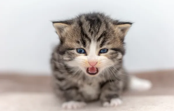 Language, cat, grey, background, baby, kitty, striped, British