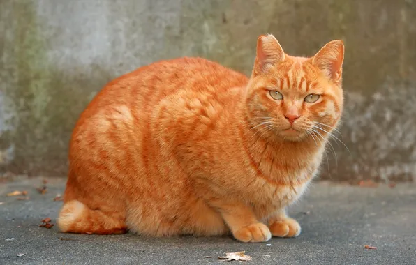 Cat, cat, look, pose, wall, red, grey background, face