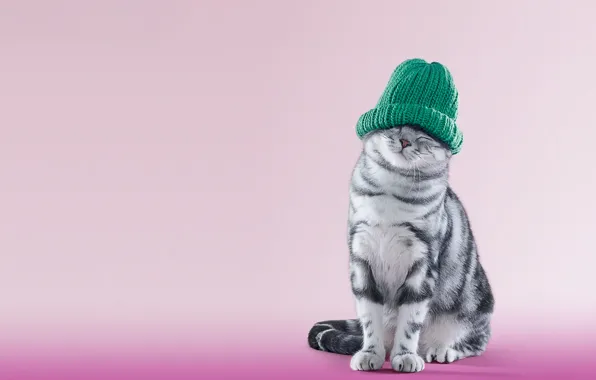 Animals, cat, hat