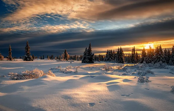 Winter, forest, snow, sunset, Norway, Norway, Lillehammer, Lillehammer