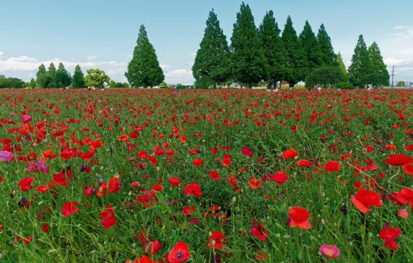 Greens, summer, trees, flowers, Maki, red, poppy field