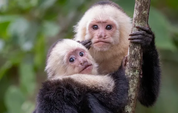 Look, portrait, branch, monkey, monkeys, a couple, cub, mom