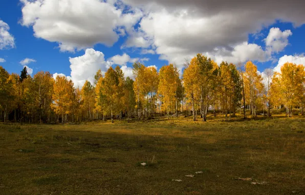 Field, forest, clouds, trees, landscape, nature, blue, tree