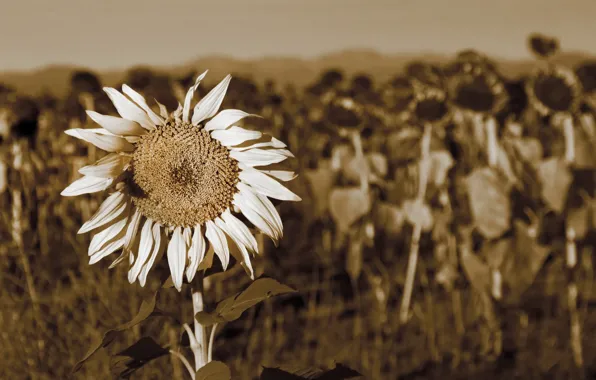 Nature, color, sunflower