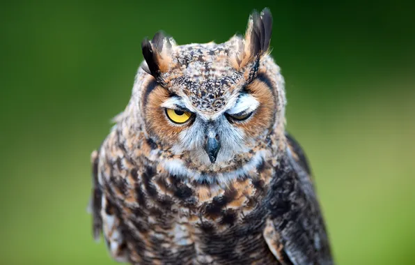 Background, bird, portrait, owl