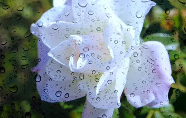 Picture summer, glass, rain, rose